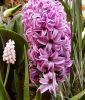 Hyacinthus orientalis "Splendid Cornelia"