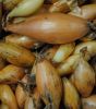 Steckzwiebeln "Birnenfrmige" - Allium cepa