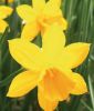Narcissus jonquilla 