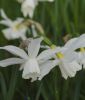 Narcissus triandrus "Petrel"