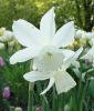 Narcissus triandrus 