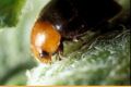 Australischer Marienkfer (Cryptolaemus mon.)
