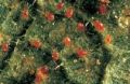 Raubmilben (Phytoseiulus persimilis)