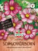 Cosmos bipinnatus "Candy Stripes" - Schmuckkrbchen