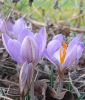 Wildkrokus Crocus etruscus 