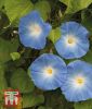 Ipomoea tricolor 