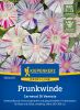 Ipomoea purpurea "Carneval di Venezia" - Trichterwinde