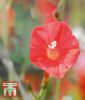 Ipomoea x sloteri "Cardinal Climber" - Trichterwinde