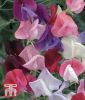 Lathyrus grandiflorus "Heirloom Bicolour Mix" - Gartenwicke