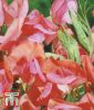 Lathyrus grandiflorus "Miss Willmott" - Gartenwicke