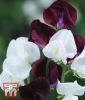 Lathyrus odoratus "Night & Day" - Gartenwicke