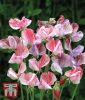 Lathyrus grandiflorus 