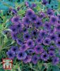 Monopsis debilis "Regal Purple" - Falsche Lobelie, Koboldblume