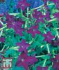 Nicotiana x sanderae "Perfume F1 Deep Purple" - Ziertabak