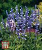Salvia farinacea "Fairy Queen" - Mehl-Salbei