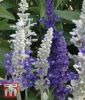 Salvia farinacea "Seascape Mischung" - Mehl-Salbei