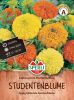 Tagetes erecta 
