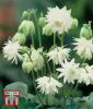 Aquilegia x hybrida "Green Apples" - Akelei
