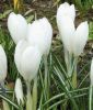 Groblumiger Krokus Crocus vernus 