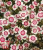 Dianthus deltoides "Arctic Fire" - Heidenelke