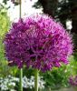 Allium aflatunense "Purple Sensation" - Purpur-Kugellauch