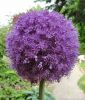 Allium giganteum - Himalaya-Riesen-Lauch