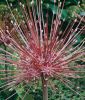 Allium schubertii - Igelkolben-Lauch