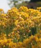 Allium moly 