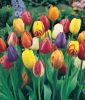 Einfachblhende, frhe Tulpe Prachtmischung