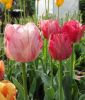 Triumph-Tulpe Hemisphere
