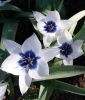 Wildtulpe Tulipa humilis "Alba Coerulea Oculata" - Krokustulpe