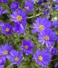 Anemone blanda "Blue Shades" - Strahlenanemone