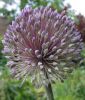 Allium "Summer Drummer"