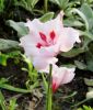 Gladiolus carneus "Painted Lady" - Fleischrosa Gladiole