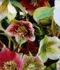 Helleborus orientalis 