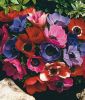 Anemone coronaria 