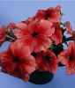 Petunia grandiflora "Daddy F1 Red" - Petunie