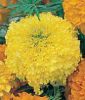Tagetes erecta "Gold Coins F1 Yellow" - Studentenblume
