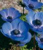 Anemone coronaria 