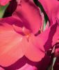 Canna indica 