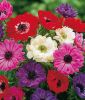Anemone coronaria "St. Brigid" - Gefllte Kronenanemone