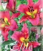 Lilium "Satisfaction" - Baumlilie