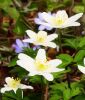 Anemone nemorosa - Busch-Windrschen