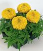 Tagetes erecta 