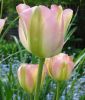 Tulipa viridiflora Groenland