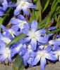 Chionodoxa forbesii "Blue Giant" - Groer Schneeglanz
