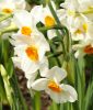 Narcissus tazetta "Geranium"