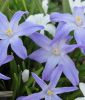 Chionodoxa luciliae (gigantea) - Gewhnlicher Schneeglanz
