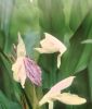 Roscoea x beesiana (Schein- oder Ingwerorchidee)