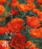 Eschscholzia californica "Copper Swirl" - Kalifornischer Mohn